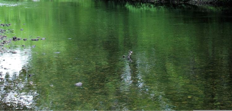 Zielona woda w&nbsp;potoku przy lotnisku w&nbsp;Jasionce. Służby uspokajają mieszkańców