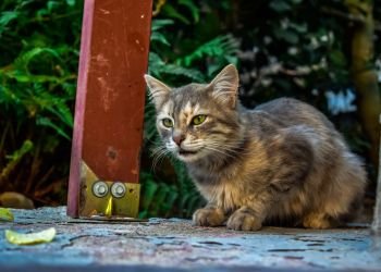 Bezdomne koty w wakacje. Fundacja Felineus apeluje: zaplanuj opiekę przed wyjazdem 2 - Polskie Radio Rzeszów Bezdomne koty w wakacje. Fundacja Felineus apeluje: zaplanuj opiekę przed wyjazdem