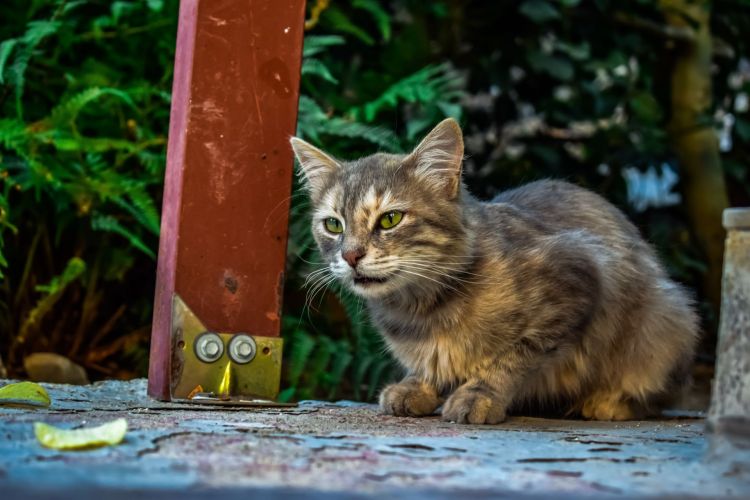 Bezdomne koty w wakacje. Fundacja Felineus apeluje: zaplanuj opiekę przed wyjazdem 1 - Polskie Radio Rzeszów Bezdomne koty w wakacje. Fundacja Felineus apeluje: zaplanuj opiekę przed wyjazdem