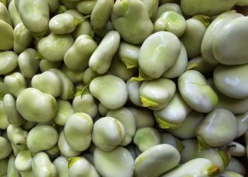 Bób wraca na&nbsp;podkarpackie stoły. Tradycja, smak i&nbsp;przepisy naszych babć
