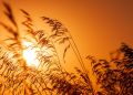 Na&nbsp;Podkarpaciu nadal obowiązuje ostrzeżenie przed&nbsp;upałami