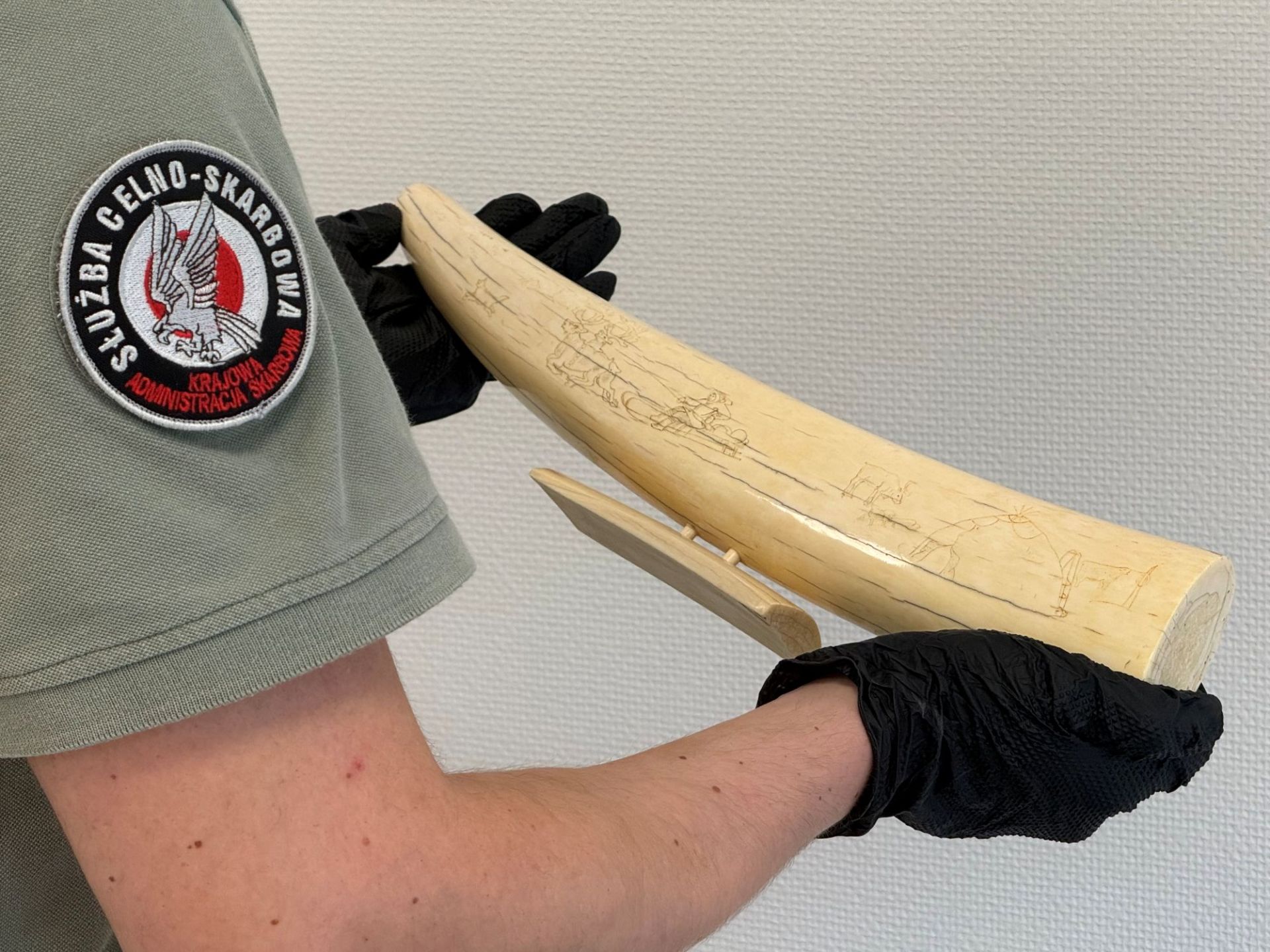 Kły morsa w bagażu na granicy w Medyce. Sprawdź, co wykryła KAS - Polskie Radio Rzeszów