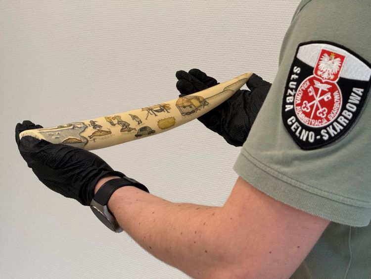 Kły morsa w&nbsp;bagażu na&nbsp;granicy w&nbsp;Medyce. Sprawdź, co&nbsp;wykryła KAS