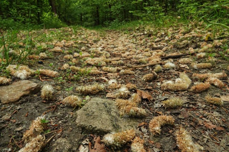 Martwe gąsienice na&nbsp;leśnych ścieżkach? Nadleśnictwo Lubaczów wyjaśnia