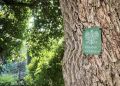 Rzeszowskie pomniki przyrody przejdą pielęgnację. Miasto zadba o&nbsp;11 drzew