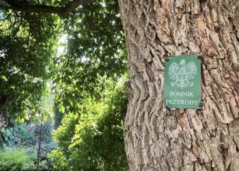 Rzeszowskie pomniki przyrody przejdą pielęgnację. Miasto zadba o&nbsp;11 drzew