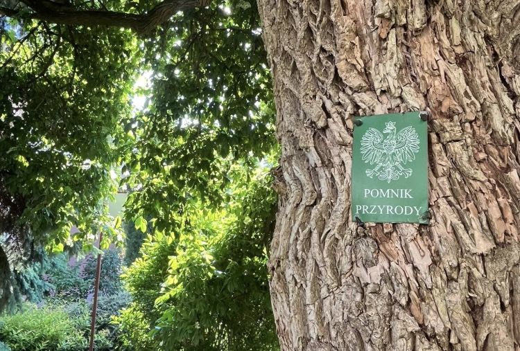 Rzeszowskie pomniki przyrody przejdą pielęgnację. Miasto zadba o&nbsp;11 drzew