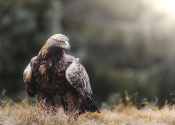 Orły przednie bez&nbsp;potomstwa. Z&nbsp;gniazda w&nbsp;Beskidach zniknęły jaja