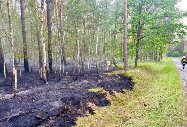 Trzeci pożar lasu w&nbsp;Nadleśnictwie Narol. Leśnicy apelują o&nbsp;ostrożność