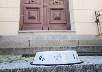 Upały na&nbsp;Podkarpaciu. Weterynarze apelują o&nbsp;wodę dla zwierząt