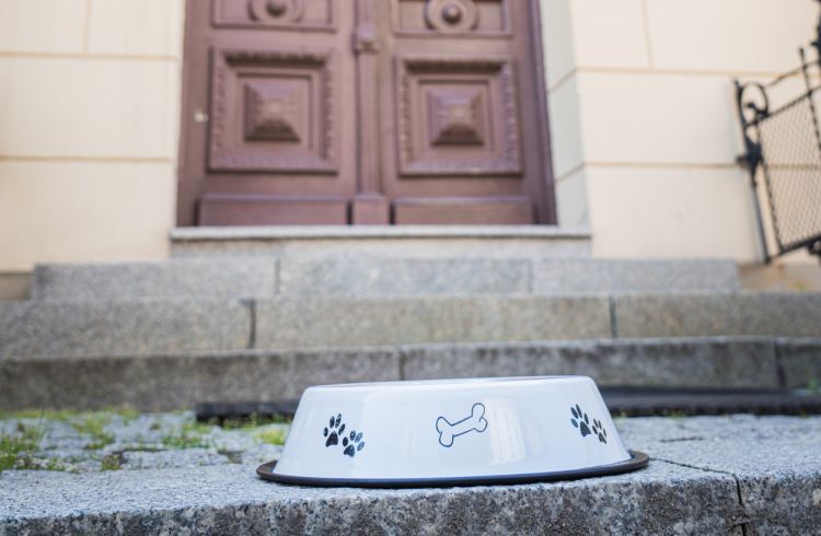 Upały na&nbsp;Podkarpaciu. Weterynarze apelują o&nbsp;wodę dla zwierząt