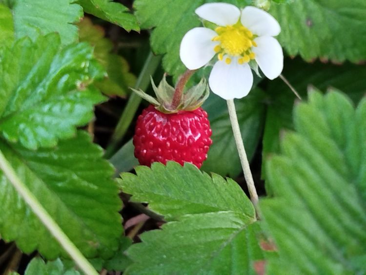 Owoce na&nbsp;balkonie i&nbsp;tarasie. Jak uprawiać truskawki, borówki i&nbsp;mini jabłonie w&nbsp;pojemnikach?