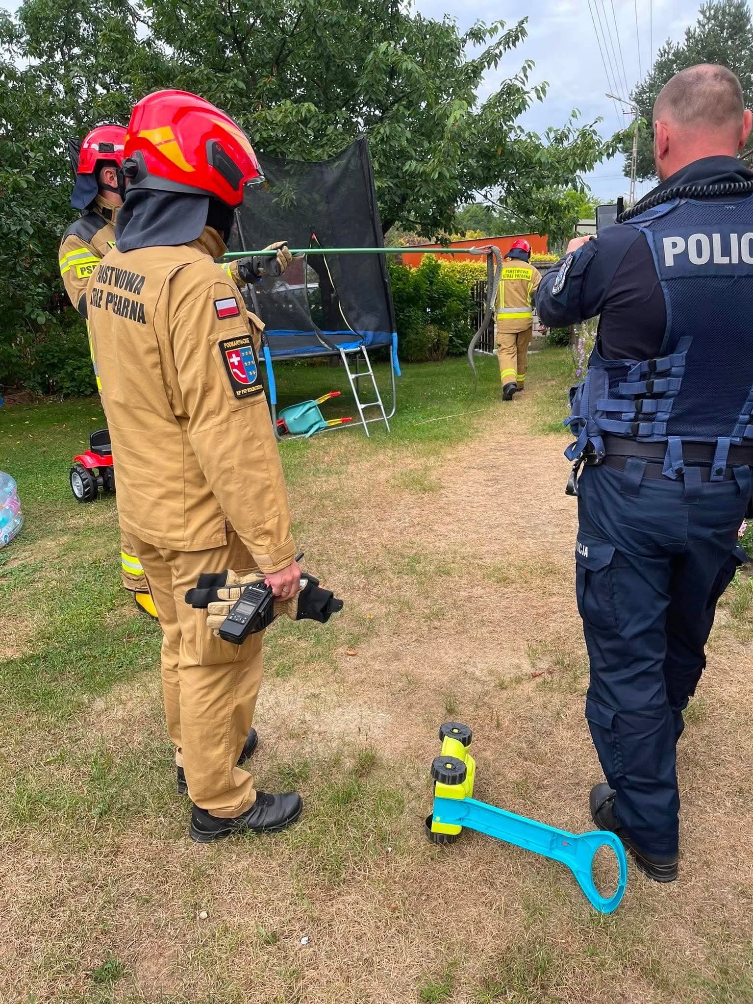 Wąż w budynku mieszkalnym w Przedborzu. Strażacy bezpiecznie odłowili gada 2 - Polskie Radio Rzeszów Wąż w budynku mieszkalnym w Przedborzu. Strażacy bezpiecznie odłowili gada - Polskie Radio Rzeszów