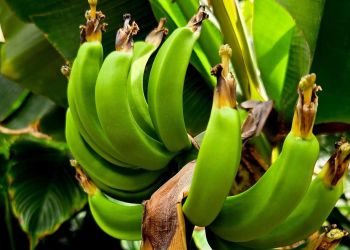 Bananowiec karłowaty zakwitł w&nbsp;Łańcucie. Egzotyczna roślina wydała owoce w&nbsp;storczykarni