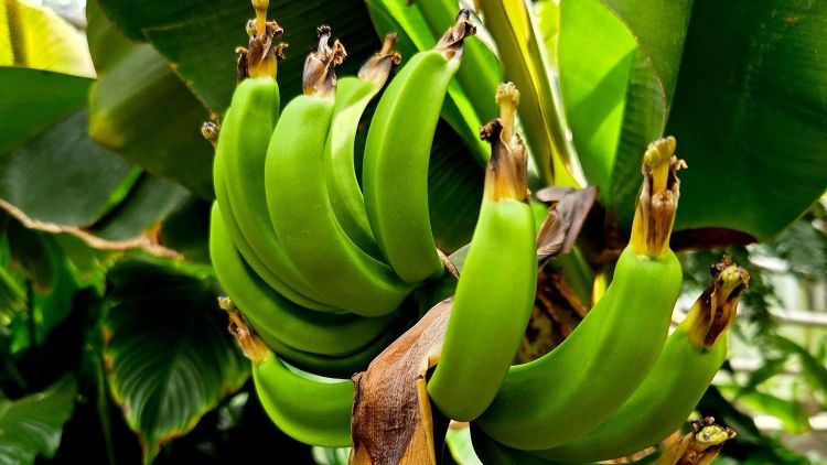 Bananowiec karłowaty zakwitł w&nbsp;Łańcucie. Egzotyczna roślina wydała owoce w&nbsp;storczykarni