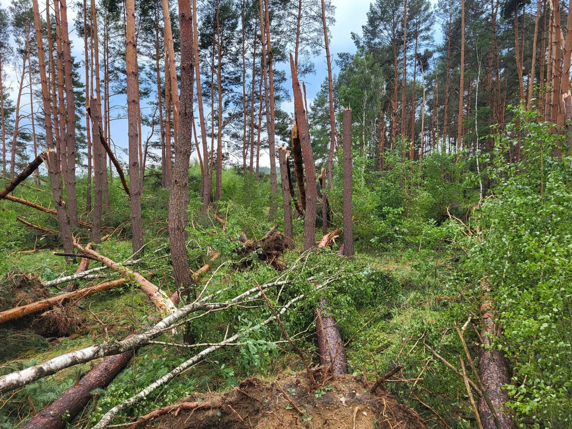 Las zamknięty po wichurach. Nadleśnictwo Krosno wprowadziło zakaz wstępu - Polskie Radio Rzeszów