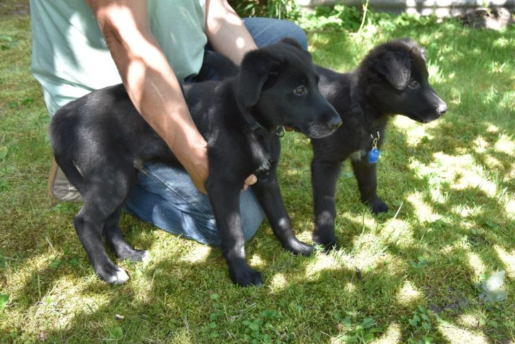 Porzucone szczeniaki w&nbsp;Krośnie. Policja szuka właściciela