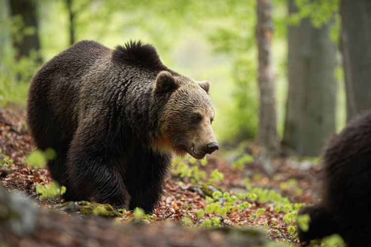 Specjalna grupa będzie śledzić niedźwiedzie i reagować, gdy zbliżą się do ludzi 1 - Polskie Radio Rzeszów Zgoda na płoszenie niedźwiedzi w Ustrzykach Dolnych