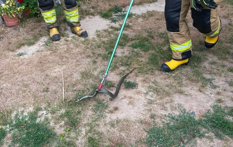 Wąż w budynku mieszkalnym w Przedborzu. Strażacy bezpiecznie odłowili gada 1 - Polskie Radio Rzeszów Wąż w budynku mieszkalnym w Przedborzu. Strażacy bezpiecznie odłowili gada