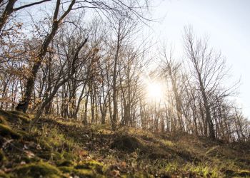Drugi stopień zagrożenia pożarowego w podkarpackich lasach 2 - Polskie Radio Rzeszów Drugi stopień zagrożenia pożarowego w podkarpackich lasach