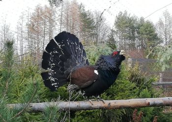 Młode głuszce z&nbsp;Leżajska trafią do&nbsp;polskich lasów