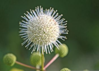 Guzikowiec – piękny i&nbsp;odporny krzew do&nbsp;ogrodu