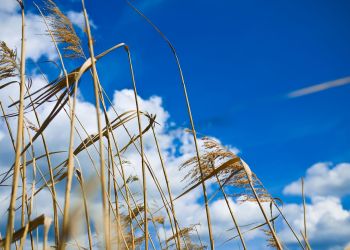 Meteorolodzy ostrzegają przed&nbsp;silnym wiatrem na&nbsp;południu Podkarpacia