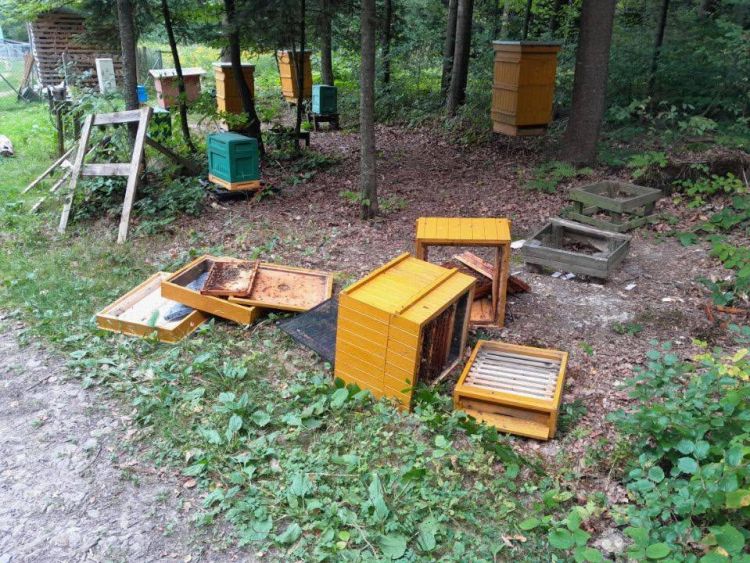 Niedźwiedź pojawił się w&nbsp;Starej Wsi. Zniszczył ule miejscowego leśniczego