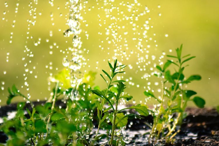 Niżówka hydrogeologiczna na Podkarpaciu. Jak podlewać rośliny? 1 - Polskie Radio Rzeszów Niżówka hydrogeologiczna na Podkarpaciu. Jak podlewać rośliny?