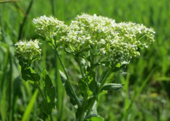 Pieprzyca polna (Lepidium) – chwast, który zachwycił florystów 10 - Polskie Radio Rzeszów Pieprzyca polna (Lepidium) – chwast, który zachwycił florystów