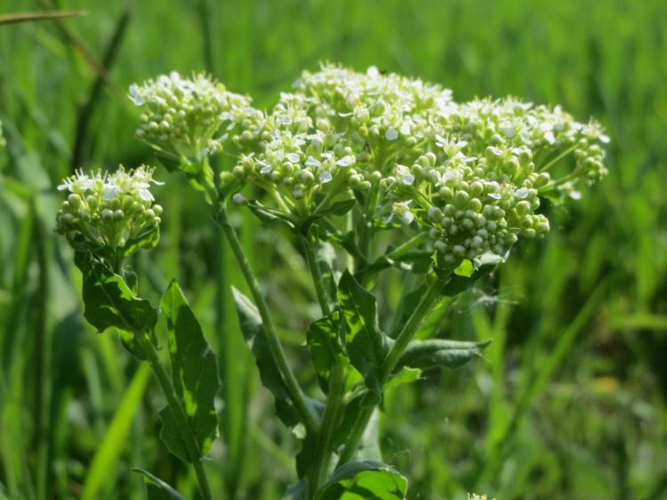 Pieprzyca polna (Lepidium) – chwast, który zachwycił florystów 1 - Polskie Radio Rzeszów Pieprzyca polna (Lepidium) – chwast, który zachwycił florystów