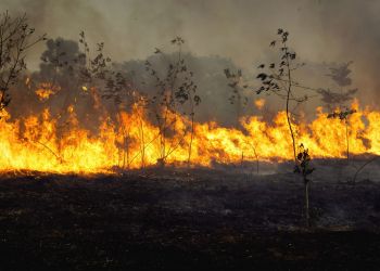 Pożar młodnika w&nbsp;Nowej Dębie. Ogień objął około 10 arów