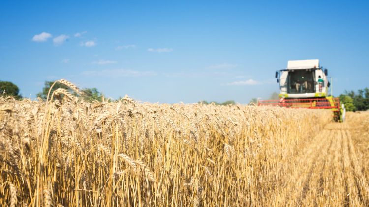 Raport rolniczy: Żniwa na Podkarpaciu. Plony są zadowalające, ale susza nadal daje się we znaki 1 - Polskie Radio Rzeszów Raport rolniczy: Żniwa na Podkarpaciu. Plony są zadowalające, ale susza nadal daje się we znaki
