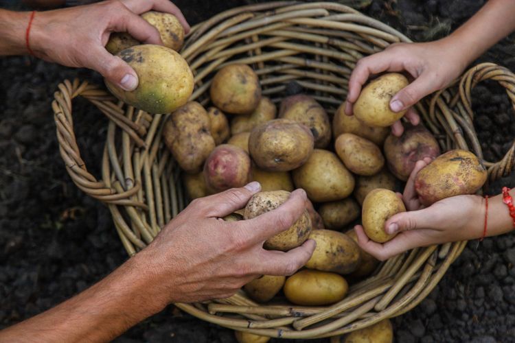 Ruszyły przygotowania do&nbsp;akcji „Ziemiopłody”. Potrzebna jest pomoc mieszkańców