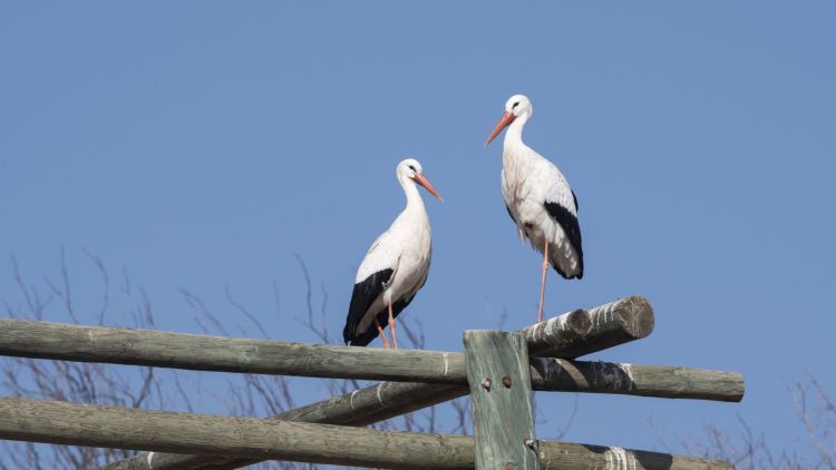 Trutki na gryzonie zagrożeniem dla bocianów. Na Podkarpaciu rozpoczęły się sejmiki 1 - Polskie Radio Rzeszów Trutki na gryzonie zagrożeniem dla bocianów. Na Podkarpaciu rozpoczęły się sejmiki