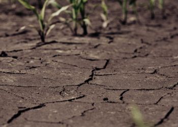 Upały pogłębiają suszę hydrologiczną. RZGW apeluje do&nbsp;mieszkańców Podkarpacia