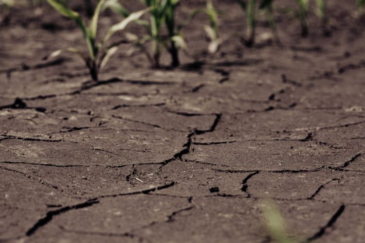 Upały pogłębiają suszę hydrologiczną. RZGW apeluje do&nbsp;mieszkańców Podkarpacia