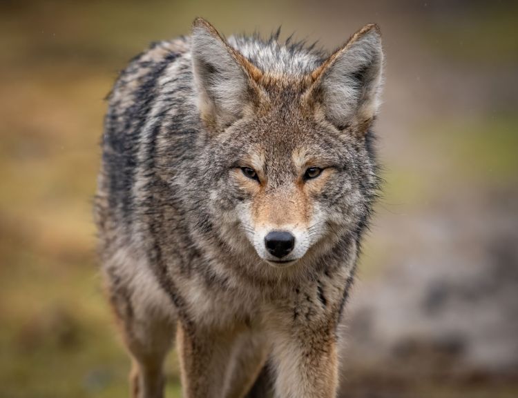 Wilk zaatakował troje dzieci? Włoskie służby rozpoczęły poszukiwania 1 - Polskie Radio Rzeszów Wilk zaatakował troje dzieci? Włoskie służby rozpoczęły poszukiwania