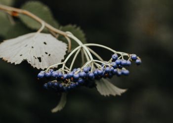 Zapomniane owoce z&nbsp;drzew i&nbsp;krzewów