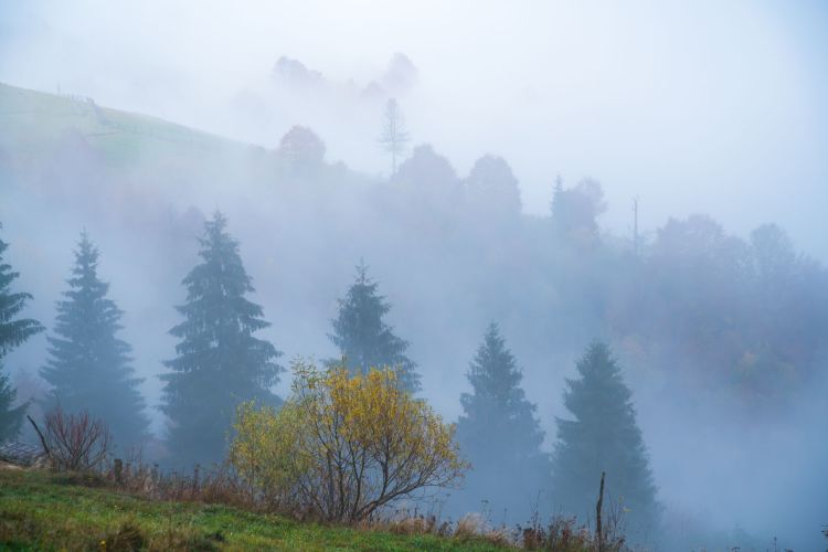 Gęsta mgła na&nbsp;Podkarpaciu. IMGW wydał ostrzeżenie dla całego regionu