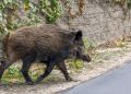 Kolizja z&nbsp;dzikiem w&nbsp;miejscowości Bachórzec. Samochód poważnie uszkodzony