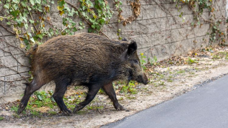 Kolizja z&nbsp;dzikiem w&nbsp;miejscowości Bachórzec. Samochód poważnie uszkodzony