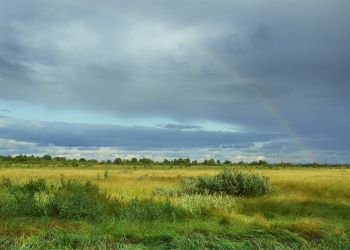 Rośliny mają ucztę. Deszczowa odsłona końcówki lata