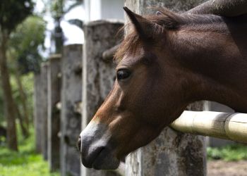 Uderzał i kopał konie. Zwierzęta odebrano właścicielowi w Kuńkowcach 2 - Polskie Radio Rzeszów Uderzał i kopał konie. Zwierzęta odebrano właścicielowi w Kuńkowcach