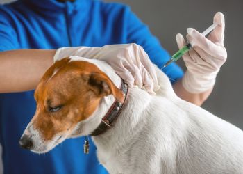 Wścieklizna u&nbsp;kuny w&nbsp;Bóbrce. Wyznaczono obszar zagrożony w&nbsp;dwóch powiatach