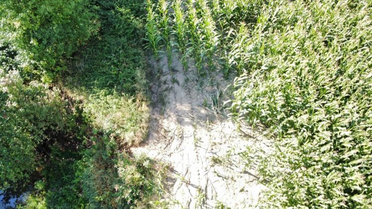 Rajd hulajnogami po&nbsp;kukurydzy. Właściciel oszacował straty