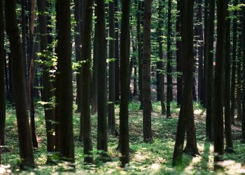 Dlaczego las lasowi nierówny? O&nbsp;naturze, której&nbsp;jest coraz mniej