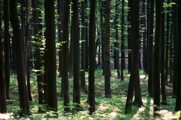 Dlaczego las lasowi nierówny? O naturze, której jest coraz mniej 1 - Polskie Radio Rzeszów Dlaczego las lasowi nierówny? O naturze, której jest coraz mniej