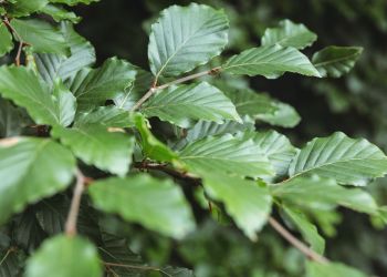 Buk zwyczajny – drzewo życia. Co&nbsp;czeka buki w&nbsp;obliczu zmian klimatu?
