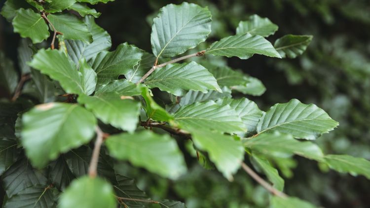 Buk zwyczajny – drzewo życia. Co czeka buki w obliczu zmian klimatu? 1 - Polskie Radio Rzeszów Buk zwyczajny – drzewo życia. Co czeka buki w obliczu zmian klimatu?